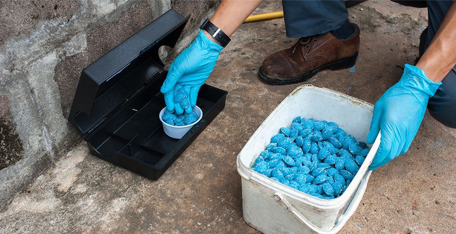 Technician in blue gloves filling a rodent bait station