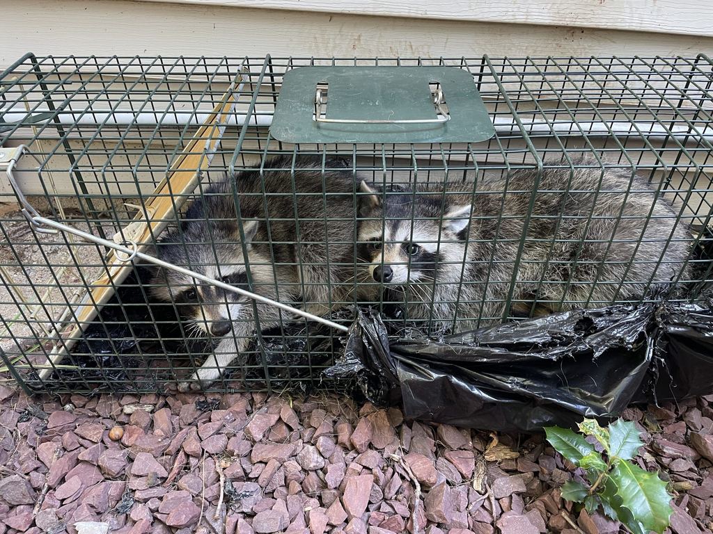 Raccoon in a live trap on a gravel bed in Lawnside, NJ