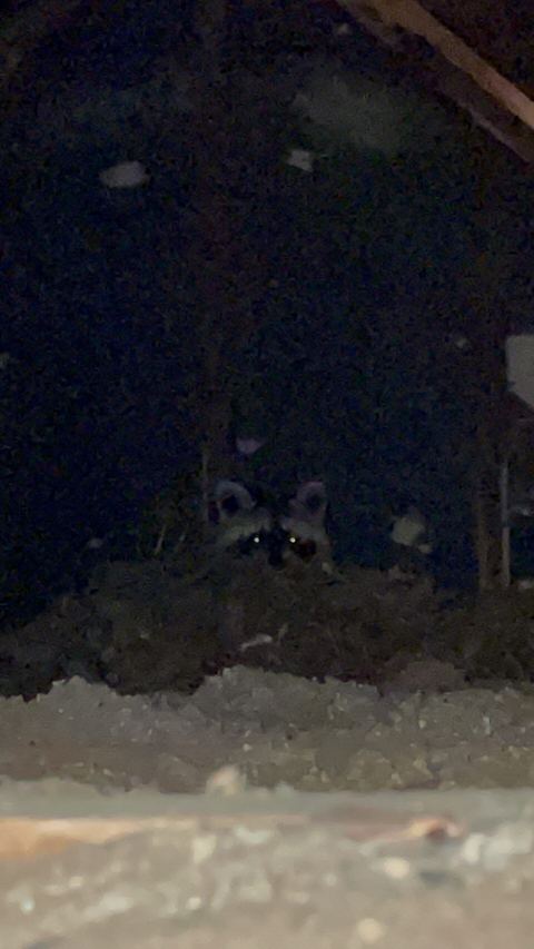 Raccoon eyes reflecting light in a dark attic in Sewell, NJ