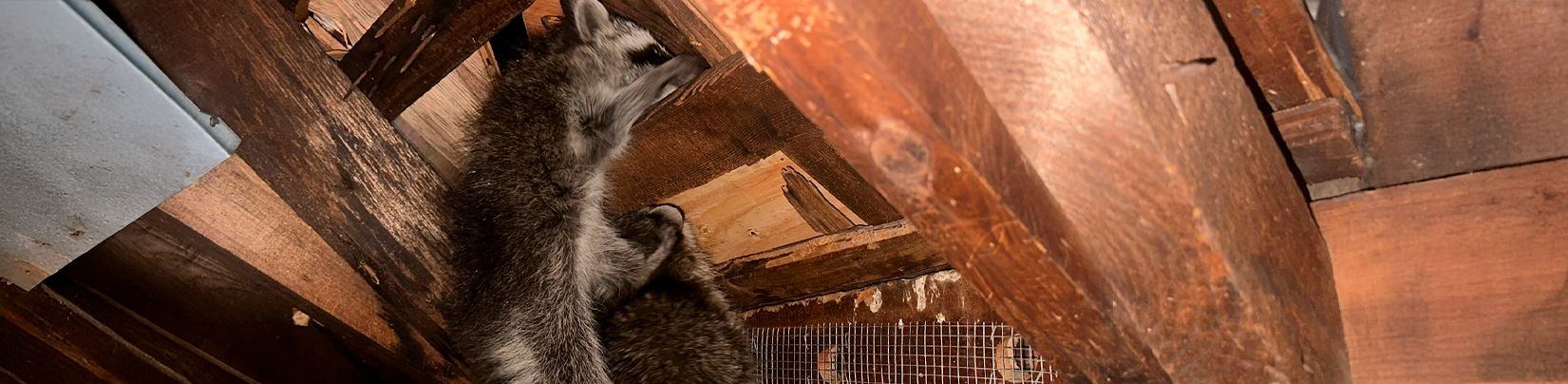Raccoon climbing along wooden attic beams